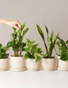the-sill_low-light-potted-plants-monthly-subscription-box_featured_768x